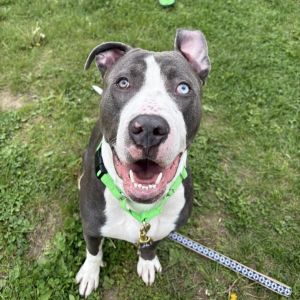 Blue, Adult Male Mixed Breed