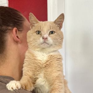 Monterey Jack C4, Adult Male Domestic Short Hair