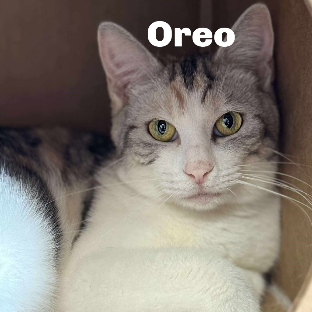 Oreo 250304