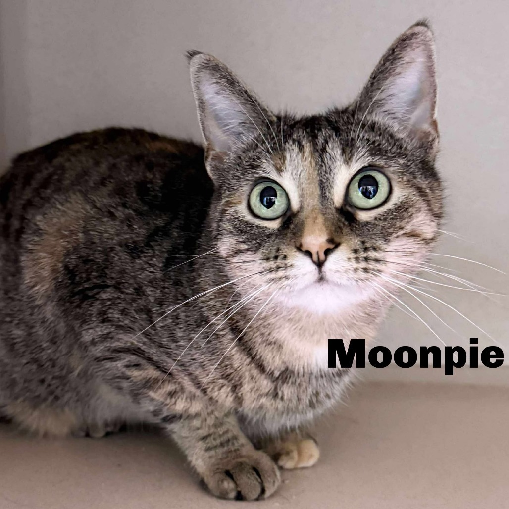 Moonpie 250303