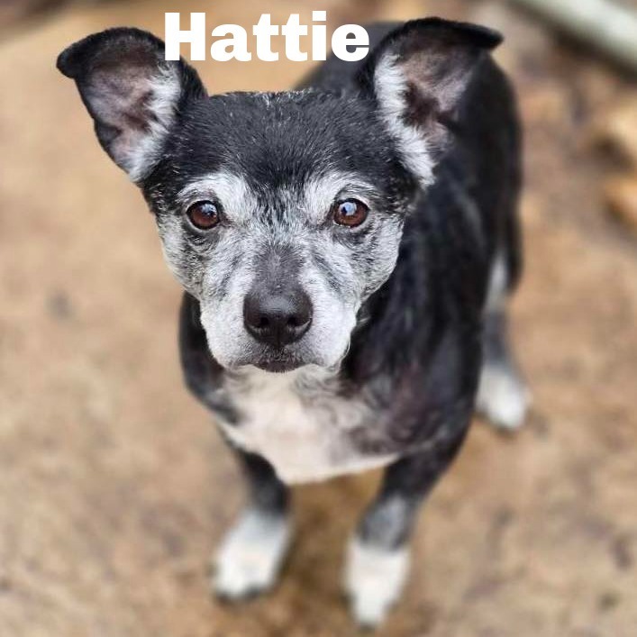 Hattie 250429