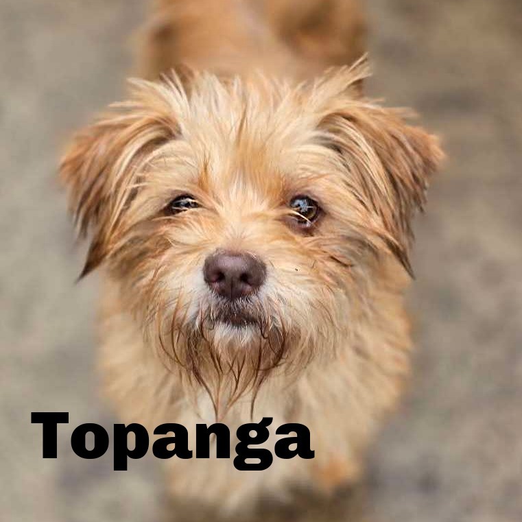 Topanga 250430