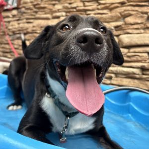 Gauge, Adult Male Mixed Breed