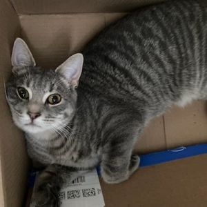 Chance, Young Male Domestic Short Hair