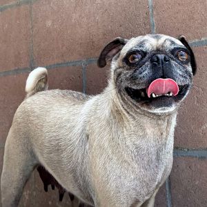 Shes sweet shes round shes ready to be the apple of your eye Everyone meet Apple This four y