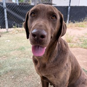 Hi my name is Hazel and Im a 2 year old female Chocolate Labrador Retriever who is eager for a