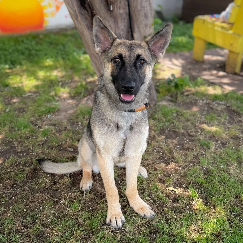 Brownie 25-04-194