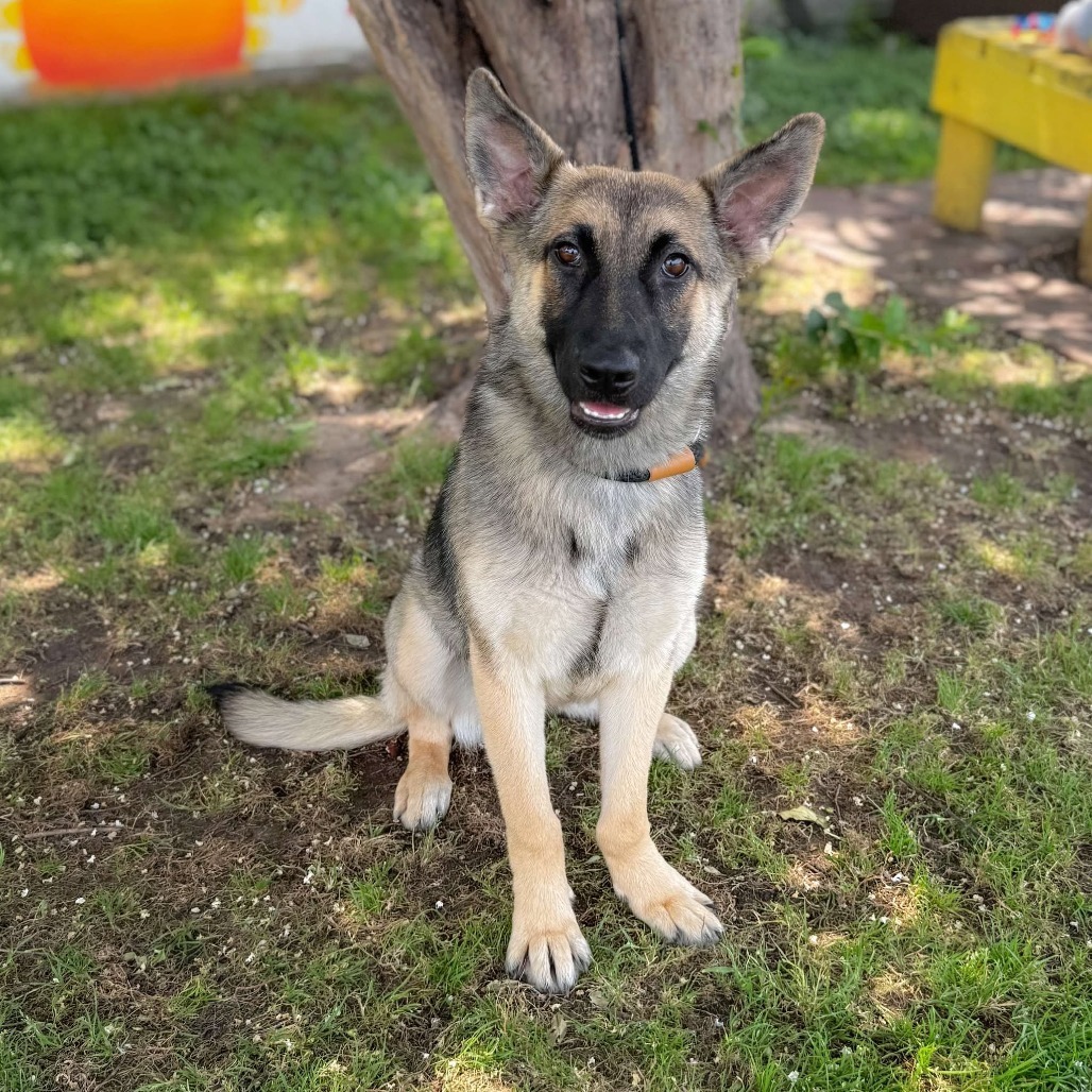 Brownie 25-04-194