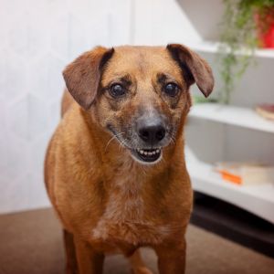 Just like her name Panna Cotta is soft sweet and sure to bring comfort and joy to everyone she me