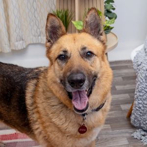 Tartufo is a handsome 2-year-old German Shepherd mix with endless enthusiasm and a love of adventure