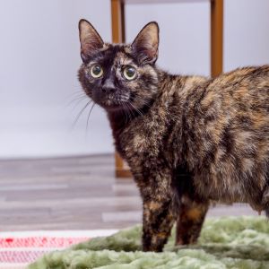 Quinta Brunson is a perfect slender 2 year-old gal Shes compact relaxed fun
