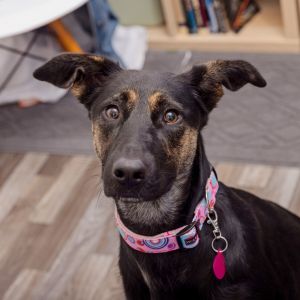 Say hello to Missy a beautiful 1 12 year-old German Shepherd mix currently waiting to meet her fam