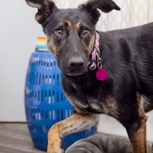 Meet Missy a 1-year-old German Shepherd mix whos both gentle and playful She 