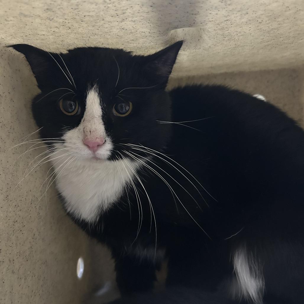 Horse, an adoptable Domestic Short Hair in Cheyenne, WY, 82007 | Photo Image 1