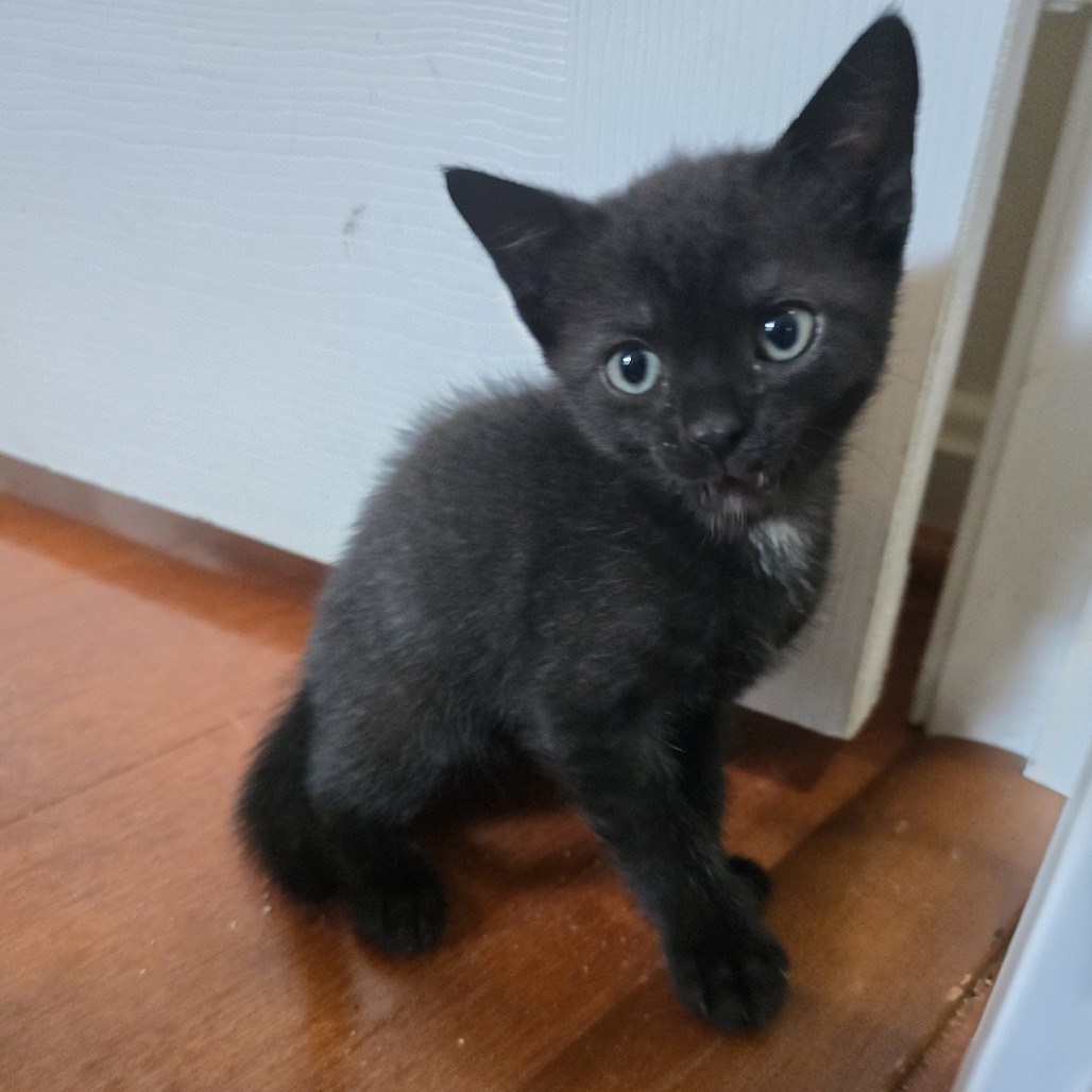 Panther, an adoptable Domestic Short Hair in Tuscaloosa, AL, 35401 | Photo Image 1