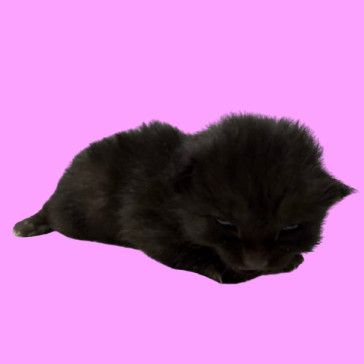 Panther, an adoptable Domestic Short Hair in Tuscaloosa, AL, 35401 | Photo Image 2