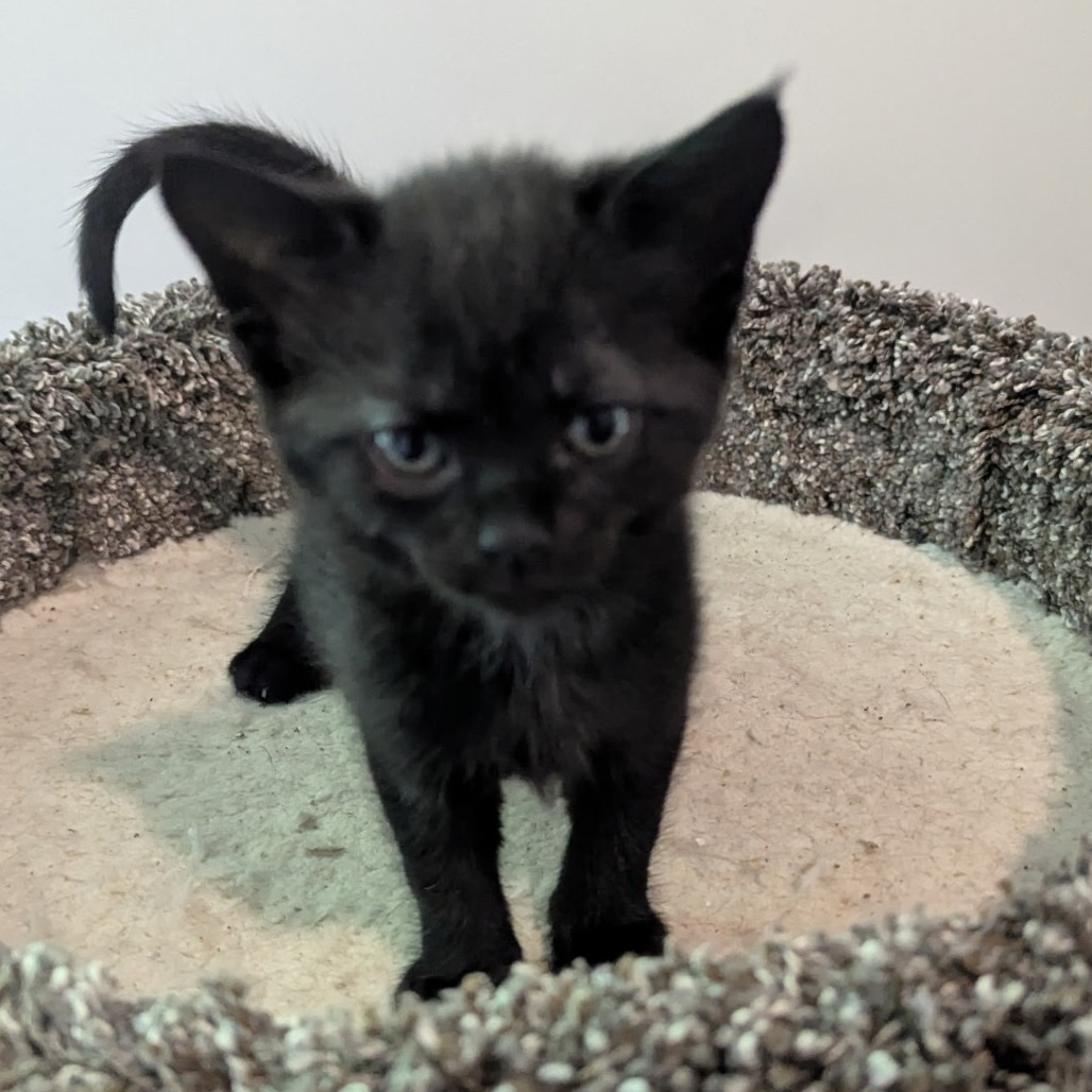Luna, an adoptable Domestic Short Hair in Tuscaloosa, AL, 35401 | Photo Image 1