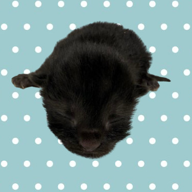 Brooklyn, an adoptable Domestic Short Hair in Tuscaloosa, AL, 35401 | Photo Image 1