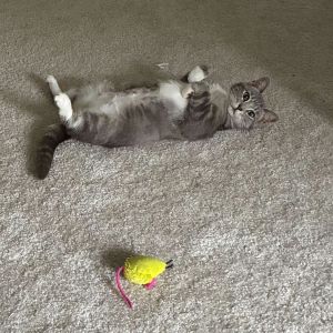 Clover (Dino Ranch), Young Female Domestic Short Hair