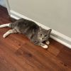 Clover (Dino Ranch) photo 4