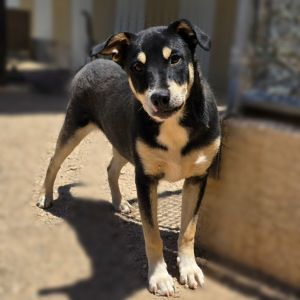 Comet, Young Male Mixed Breed