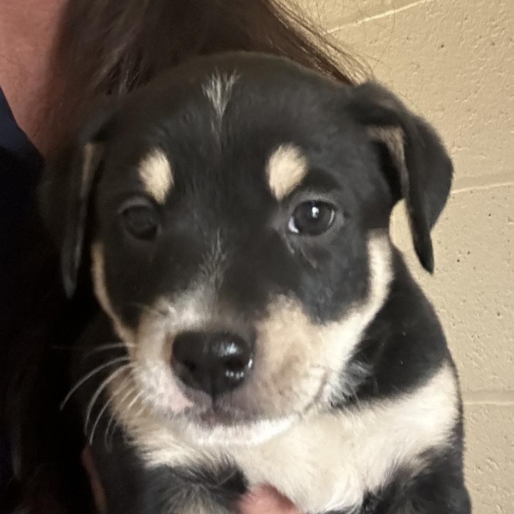 Comet, an adoptable Mixed Breed in Wickenburg, AZ, 85390 | Photo Image 2