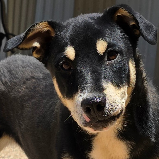 Comet, an adoptable Mixed Breed in Wickenburg, AZ, 85390 | Photo Image 3