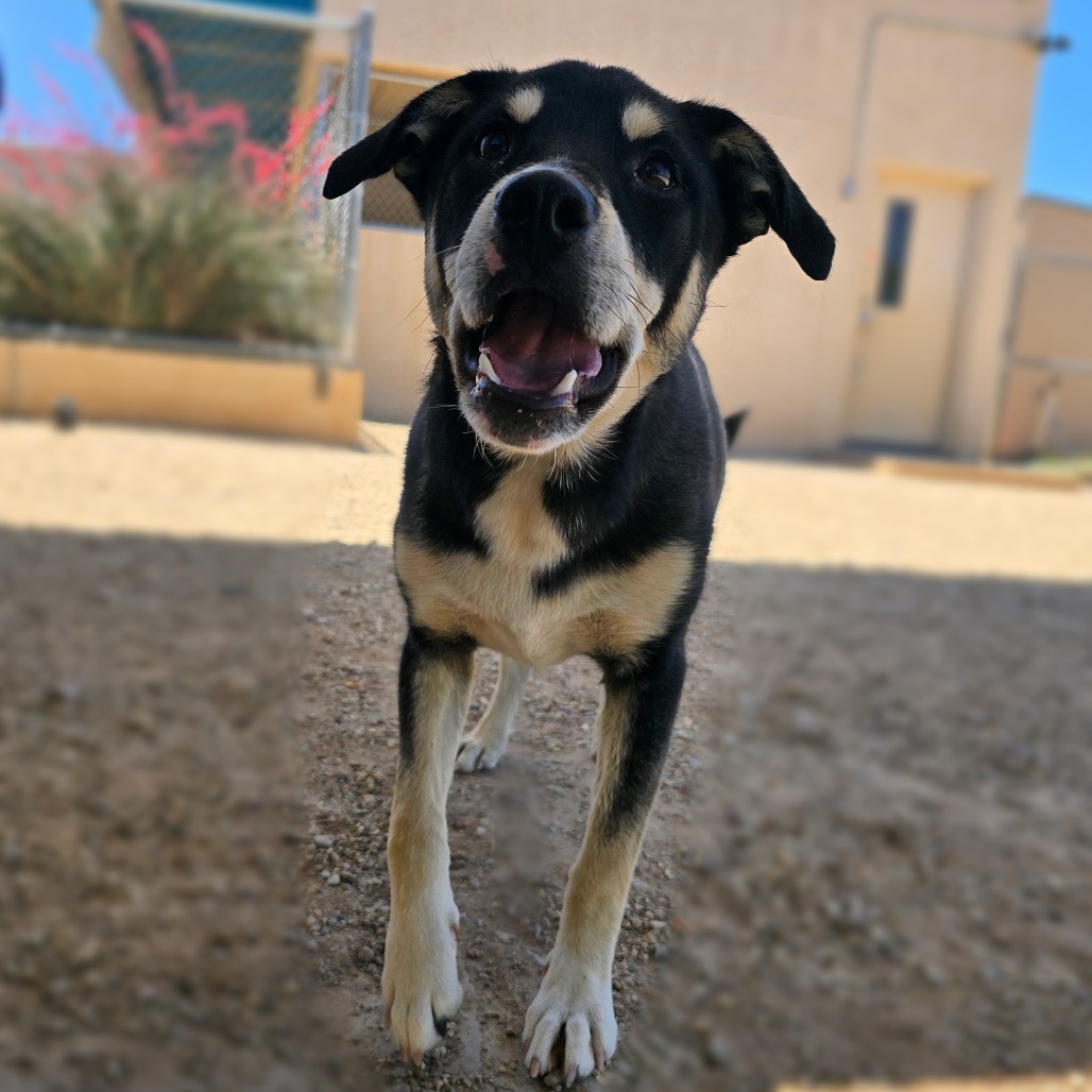 Comet, an adoptable Mixed Breed in Wickenburg, AZ, 85390 | Photo Image 4