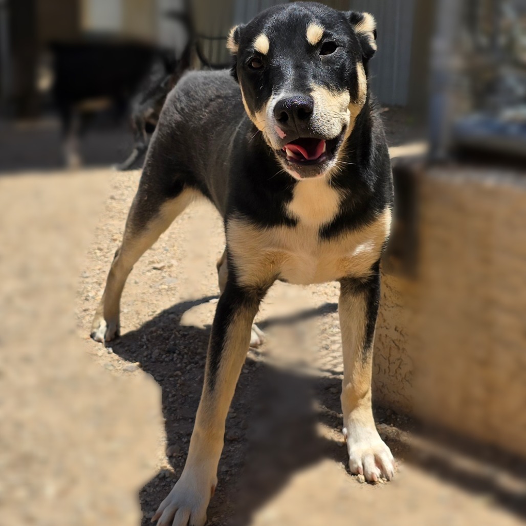 Comet, an adoptable Mixed Breed in Wickenburg, AZ, 85390 | Photo Image 5