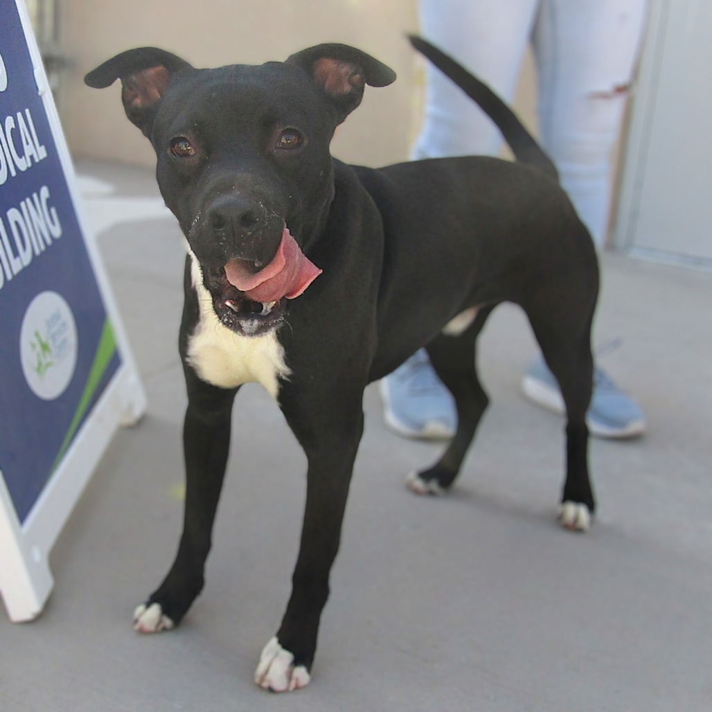 Case, an adoptable Mixed Breed in Las Cruces, NM, 88012 | Photo Image 1