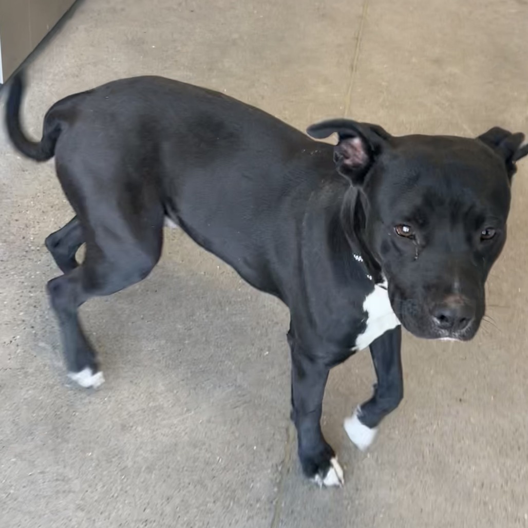 Case, an adoptable Mixed Breed in Las Cruces, NM, 88012 | Photo Image 2