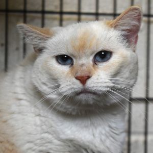 Honey(Mallory), Senior Female unknown