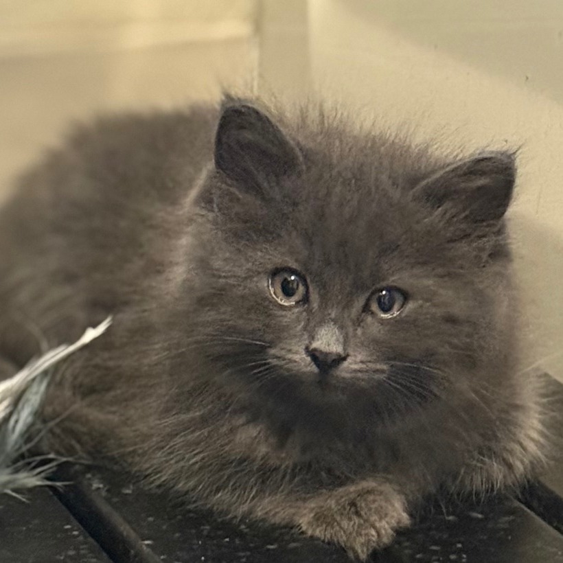 Floof