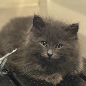Meet Floof - A Fluffy Little Firefly with Personality Floof is a beautiful sof