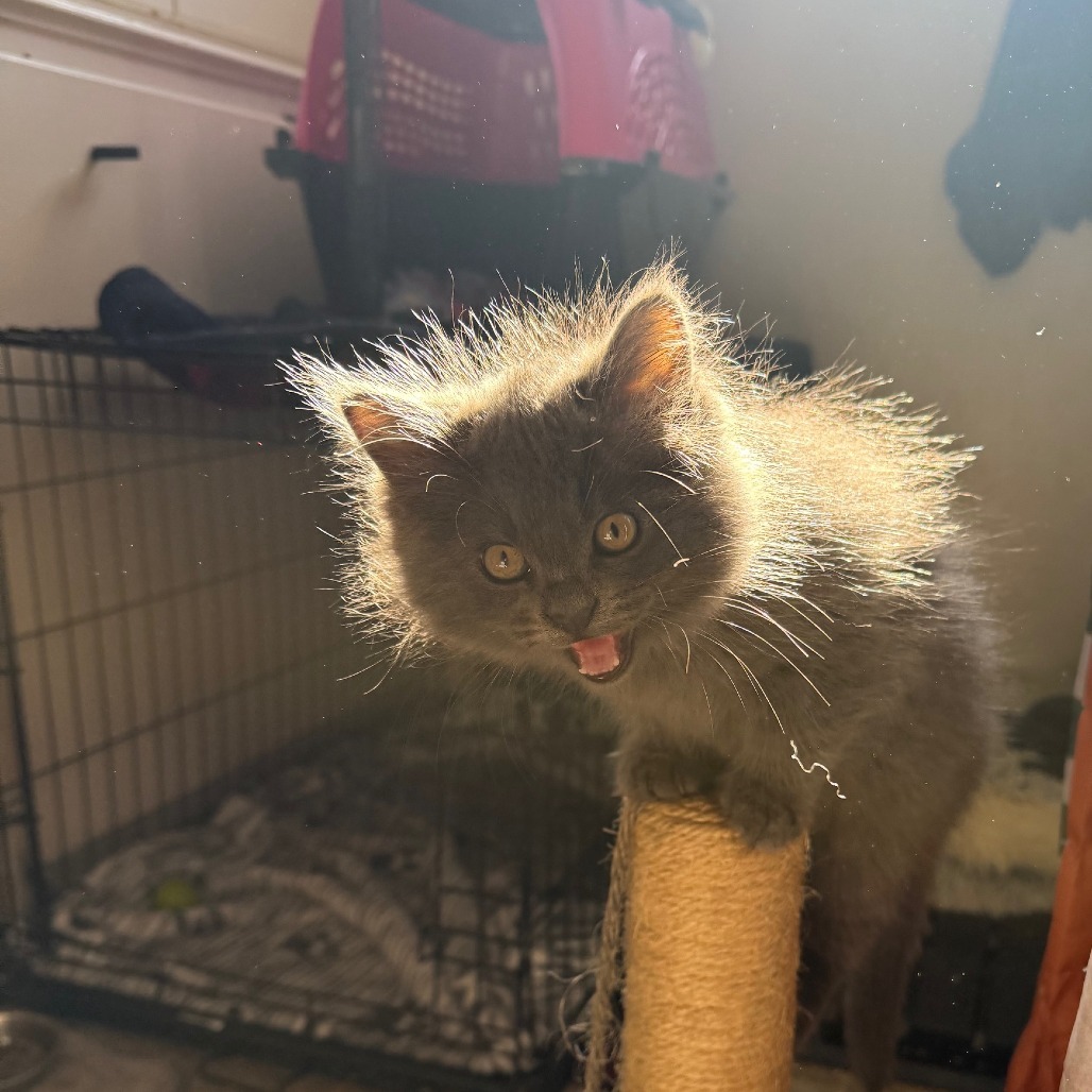 Floof