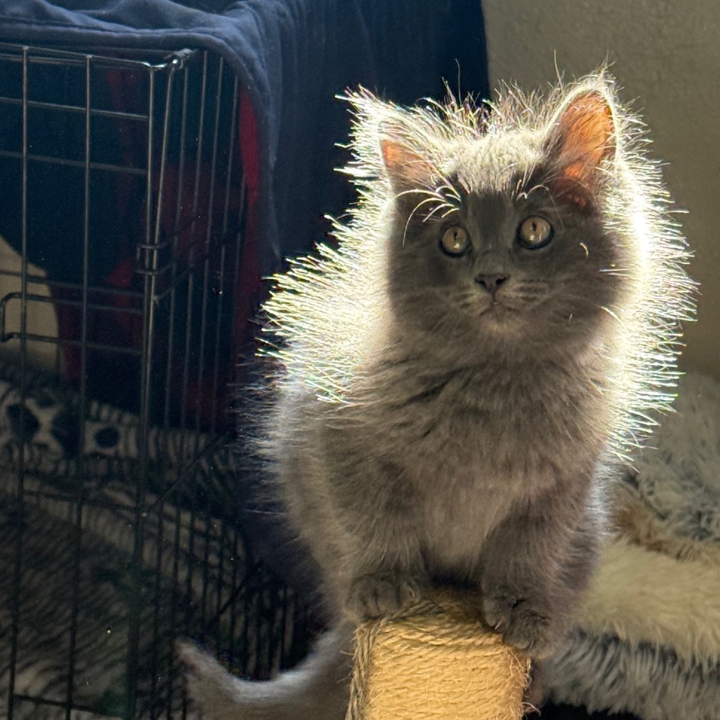 Floof