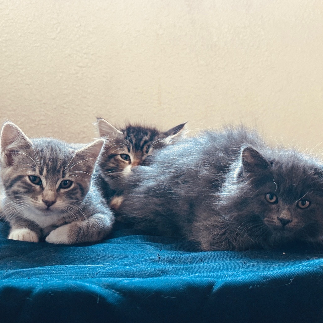 Floof