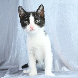 Piper, Baby Female Domestic Medium Hair