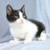 Piper photo 4