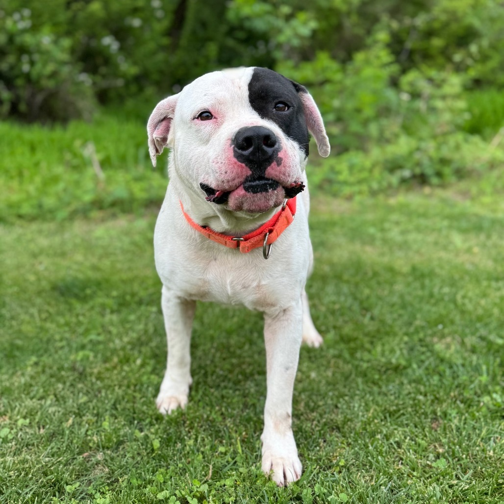 Clyde