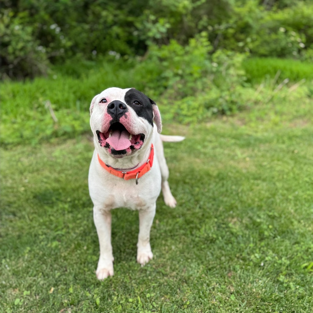 Clyde