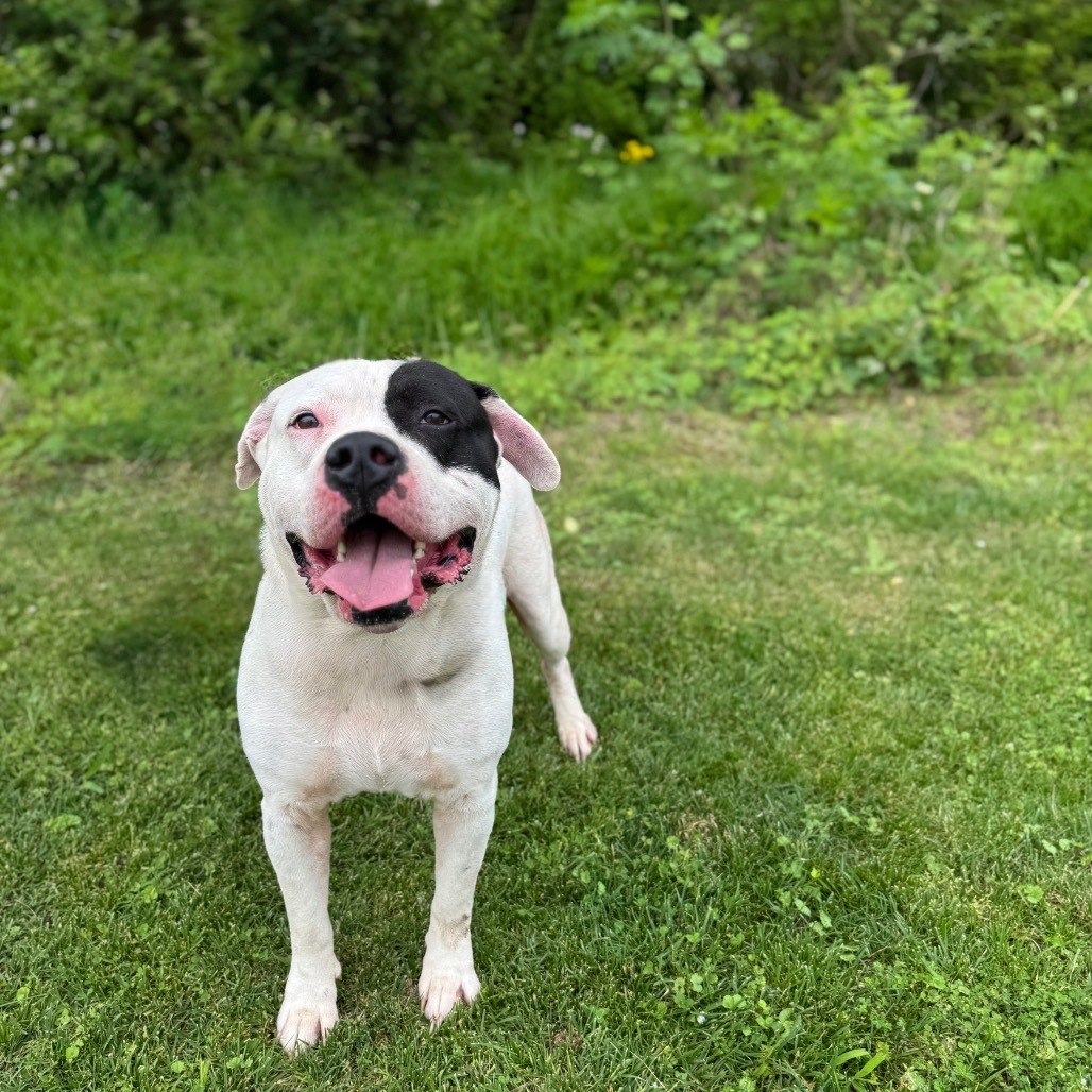 Clyde