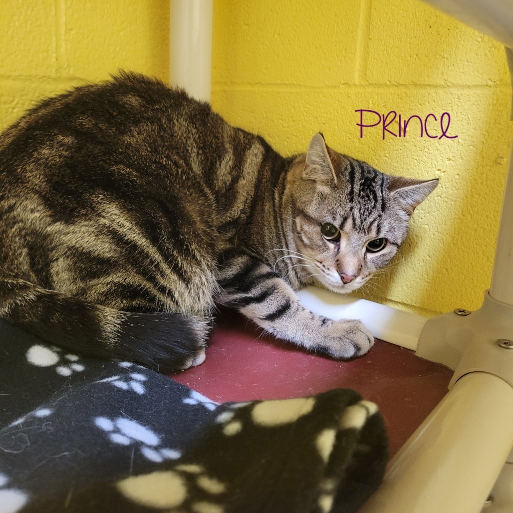Prince