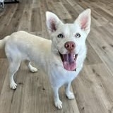 Lucy, an adoptable Siberian Husky in Idaho Falls, ID, 83402 | Photo Image 1