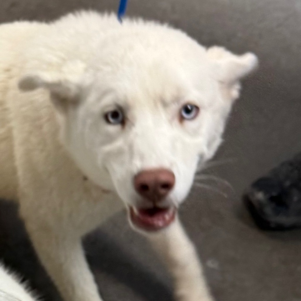Lucy, an adoptable Siberian Husky in Idaho Falls, ID, 83402 | Photo Image 2