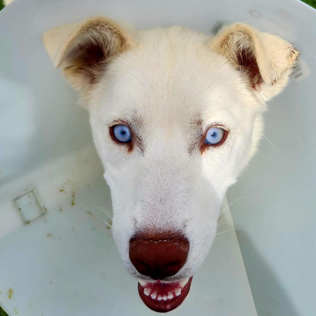 Lucy, an adoptable Siberian Husky in Idaho Falls, ID, 83402 | Photo Image 3