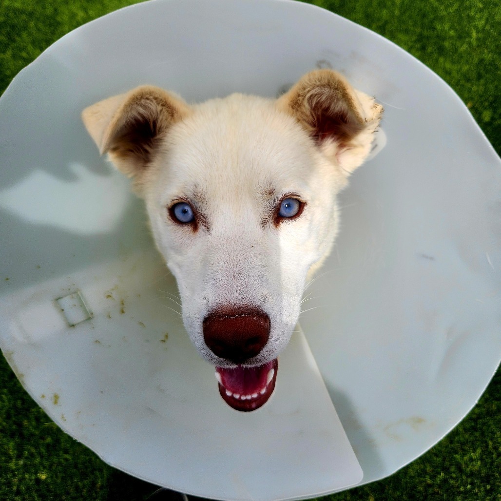 Lucy, an adoptable Siberian Husky in Idaho Falls, ID, 83402 | Photo Image 5