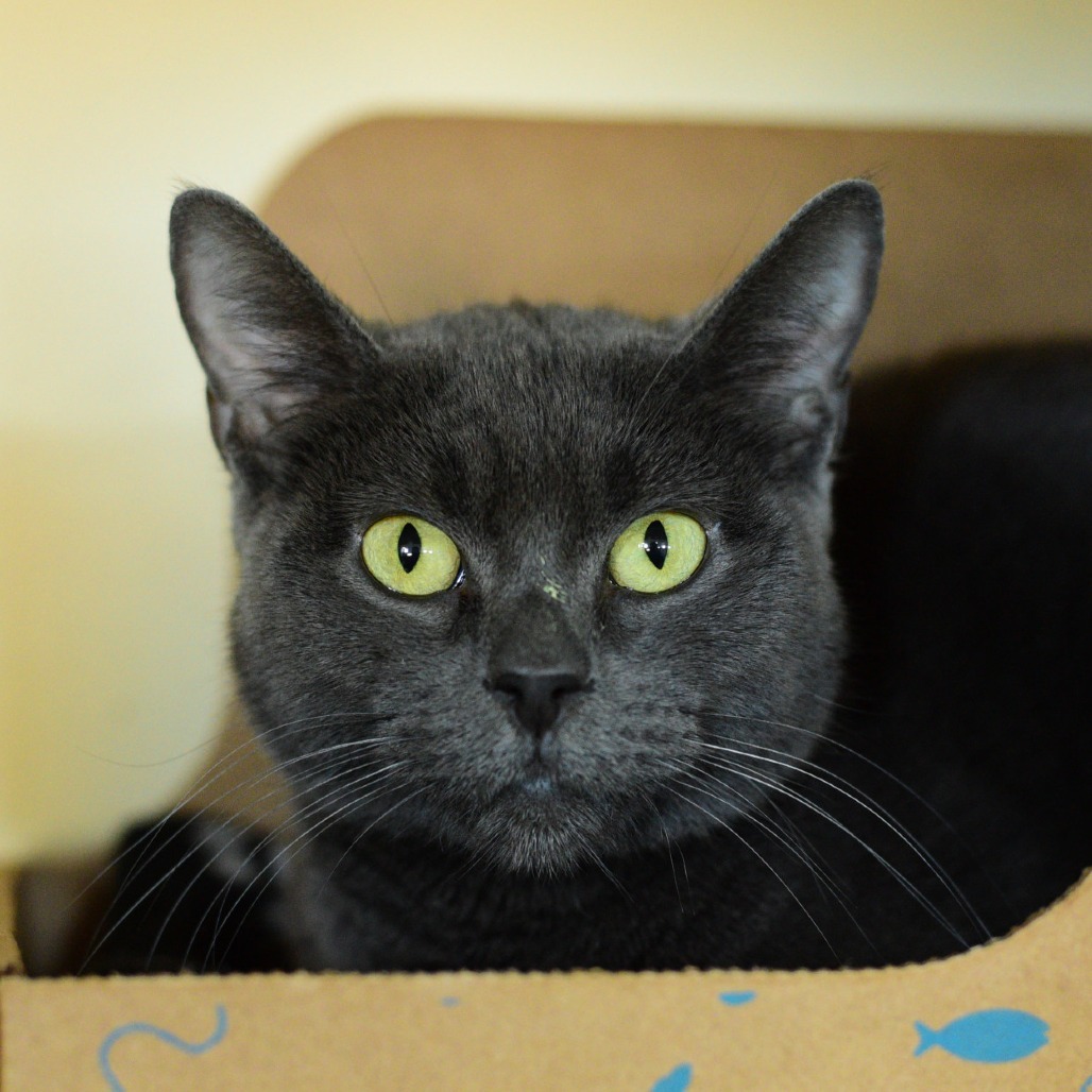 Princess Lei, an adoptable Domestic Short Hair in Idaho Falls, ID, 83402 | Photo Image 1