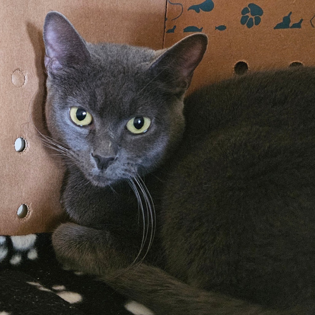 Princess Lei, an adoptable Domestic Short Hair in Idaho Falls, ID, 83402 | Photo Image 2