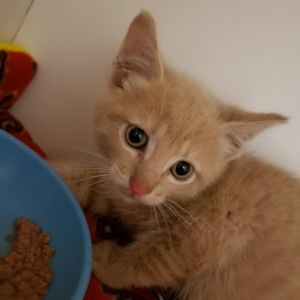 Hole Punch, Baby Male Domestic Short Hair